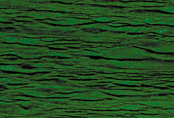 Kreppapier gr&#252;n 0.5x10m Flamex 